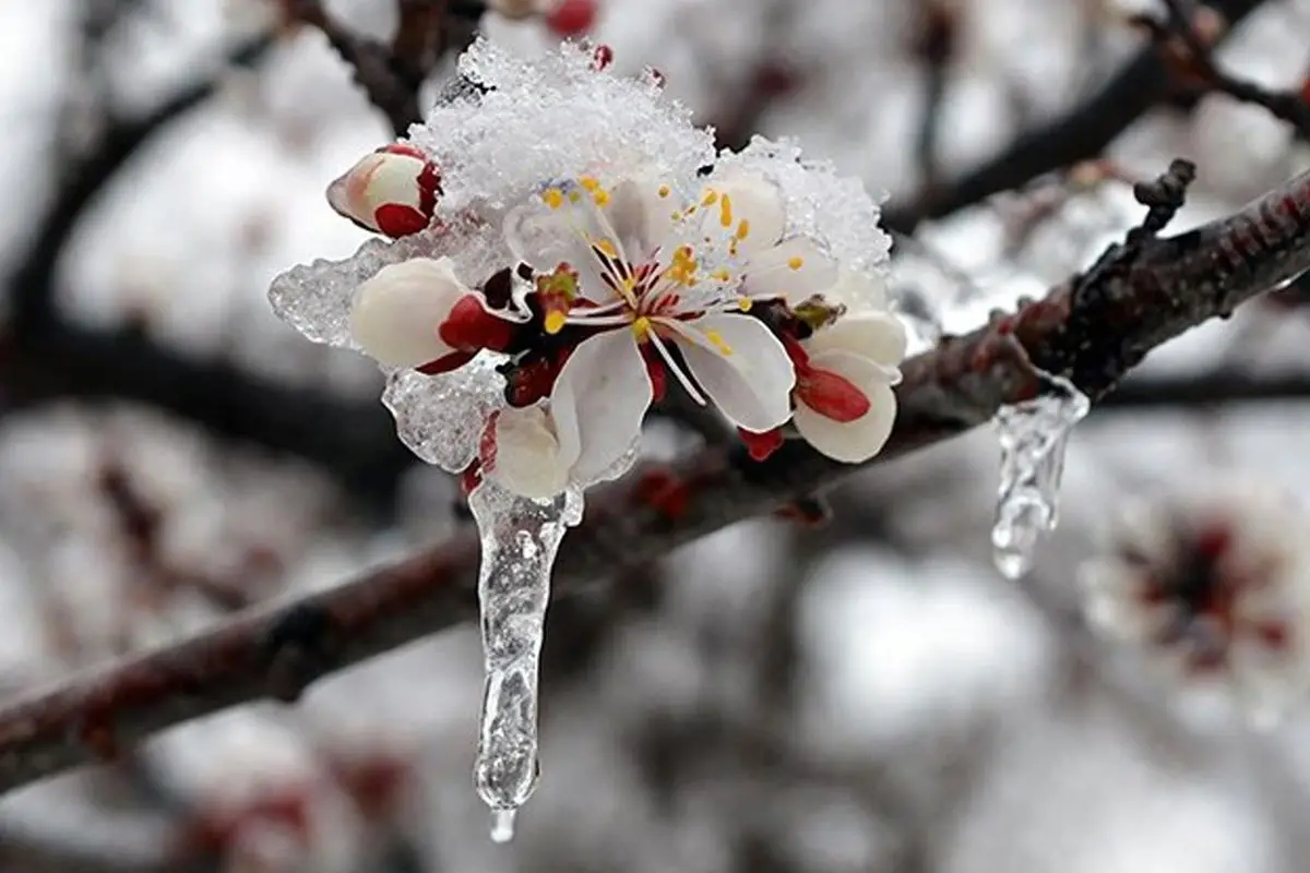 Kışa Hazırlık: 42 İl İçin Sarı Kodlu Zirai Don ve Kar Uyarısı