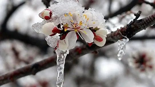 Kışa Hazırlık: 42 İl İçin Sarı Kodlu Zirai Don ve Kar Uyarısı