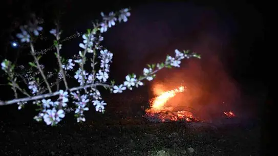 Manisa Demirci'de Badem Üreticileri Soğuğa Karşı Dumanlama Yöntemiyle Nöbet Tutuyor
