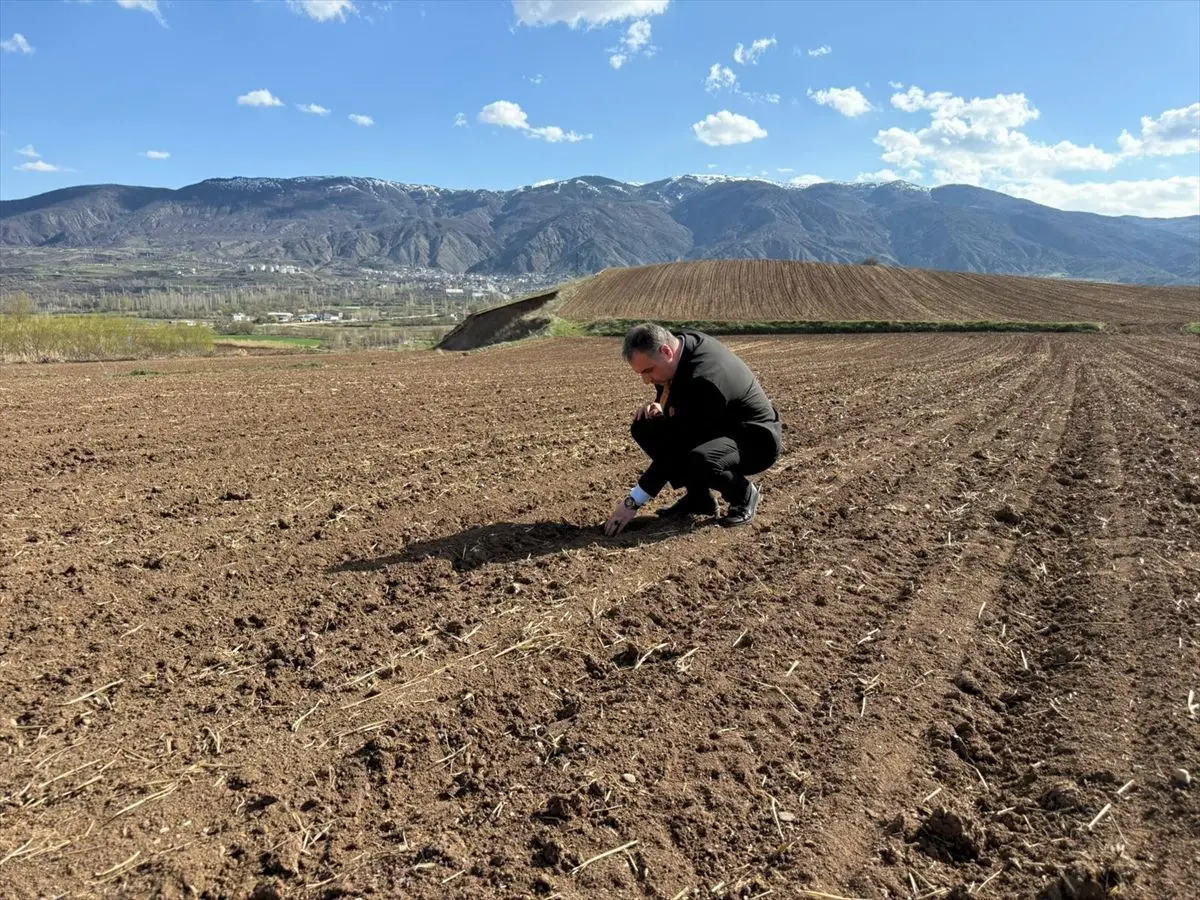 Akıncılar Belediyesi Nohut Ekimiyle Yerel Tarımı Canlandırıyor