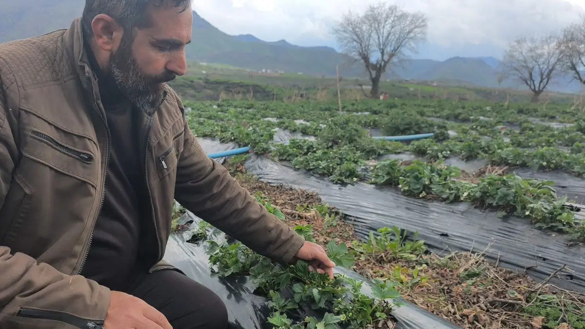 Sason çilek tarlalarında dolu