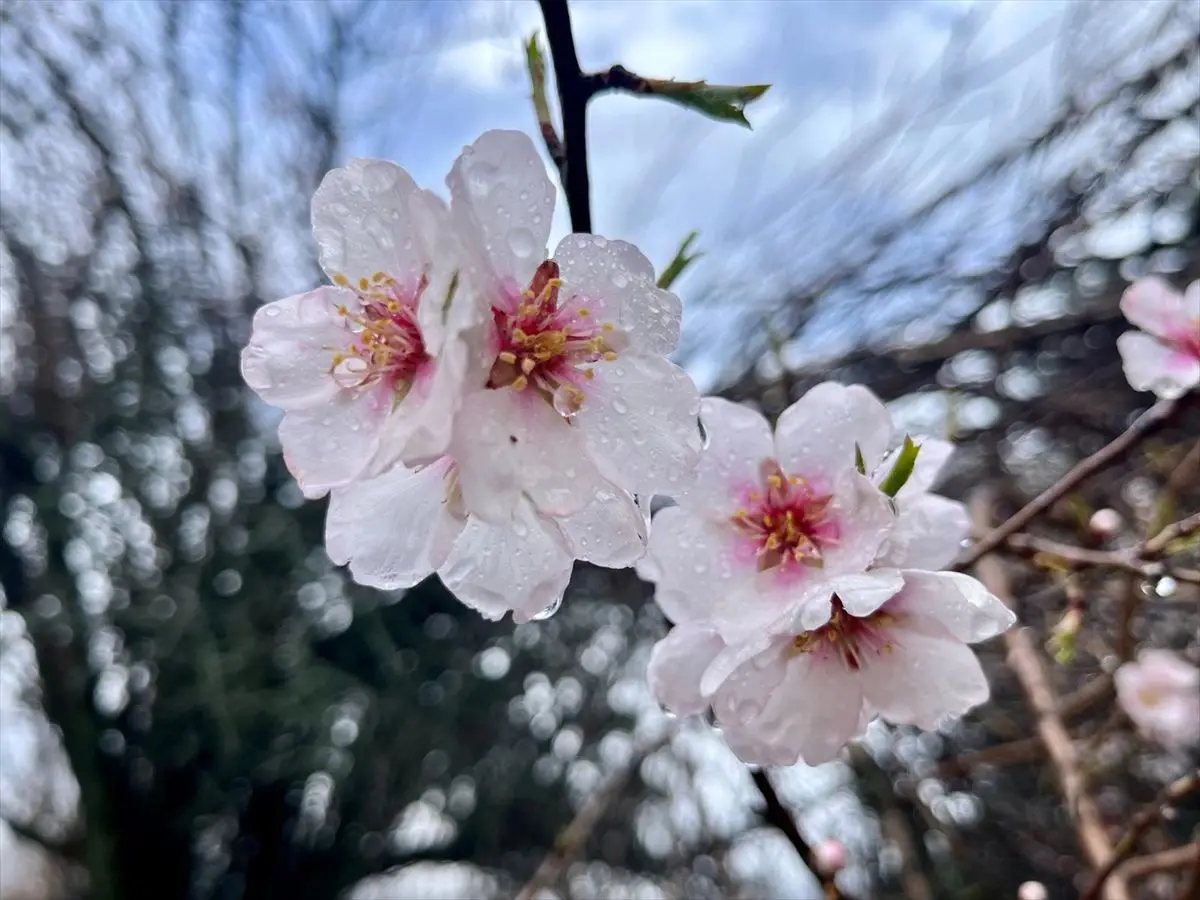 Hizan’da çiçek açmış badem ağaçları