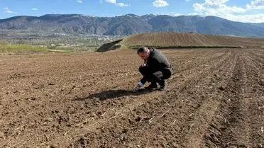 Nohut ekimi sırasında çekilmiş fotoğraf