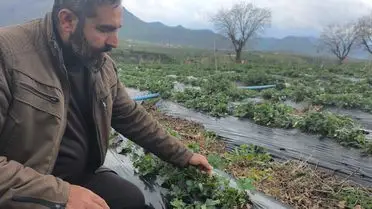 Sason’da Çilek Hasadı Dolu ve Sağanak Yağışla Erteleniyor