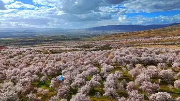 Darende'de Kayısı Ağaçları Beyaz Çiçeklerle Şölen Yaşattı