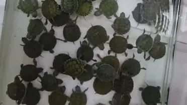 Denizli'de Petshop Denetiminde Yasaklı Türler Ele Geçirildi