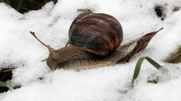Erzincan Üzümlü'de Şiddetli Kar Yağışı Üzüm Bağlarını ve Ağaçları Etkiledi