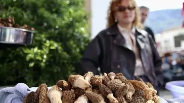 Fethiye’de Mantar Şöleni Yeniden Canlanıyor