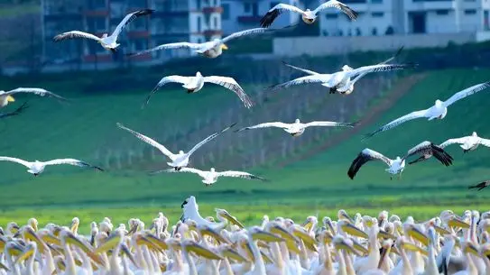 İnegöl Boğazköy Barajı'nda Bahar Yolculuğunda Pelikan Sürüsü Dinlenmeye Çekildi
