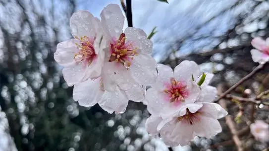 Bitlis’in Hizan İlçesinde Badem Çiçekleri Baharı Selamladı