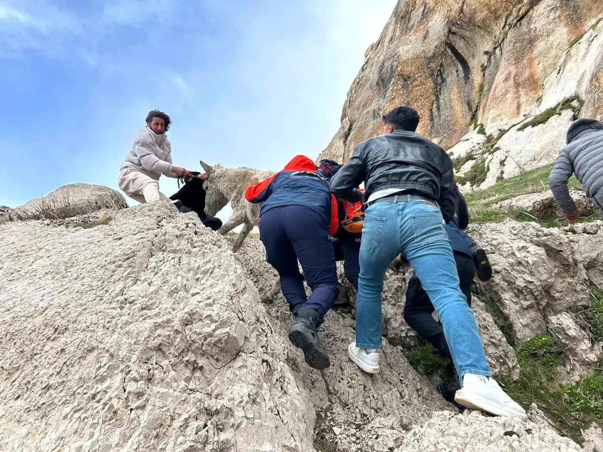 Van’ın Sarp Kayalıklarında Mahsur Kalan Eşek AFAD’ın Hızlı Müdahalesiyle Kurtarıldı