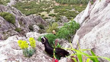 Burdur’da Dağda Mahsur Kalan Keçi AFAD’ın Hızlı Müdahalesiyle Kurtarıldı