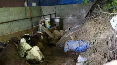 Heyelan Sonrası Ahırda Kalan Hayvanlar Yardım Bekliyor