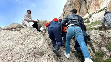 Van’ın Sarp Kayalıklarında Mahsur Kalan Eşek AFAD’ın Hızlı Müdahalesiyle Kurtarıldı