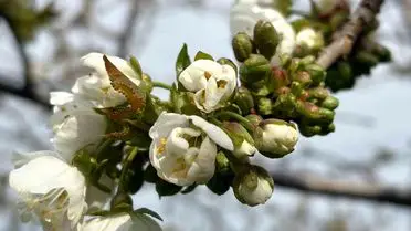 Salihli’de Kiraz ve Vişne Üreticilerine Monilya Tehditine Karşı Kritik Uyarı