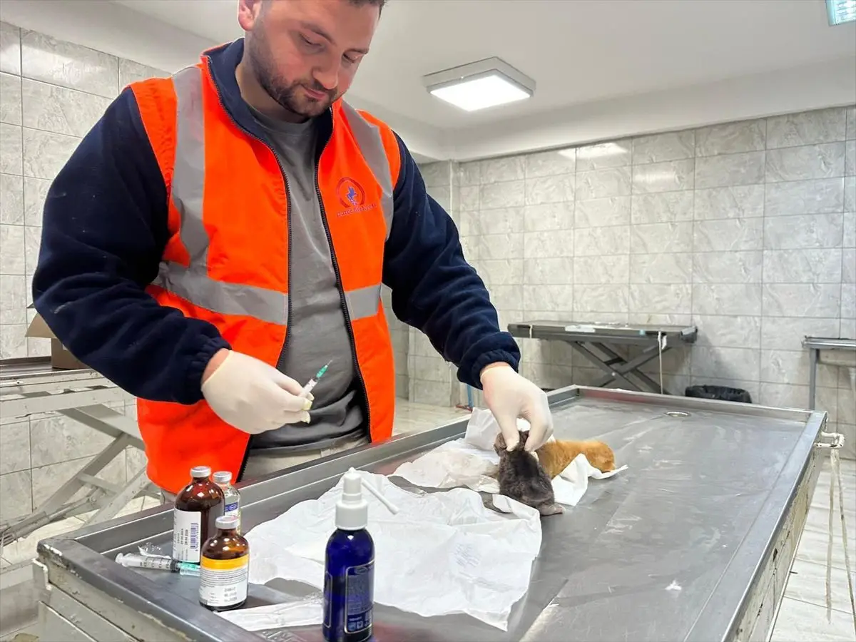 Düzce'de İtfaiye Ekiplerinin Kedi Yavrularını Kanal İçinden Kurtarması