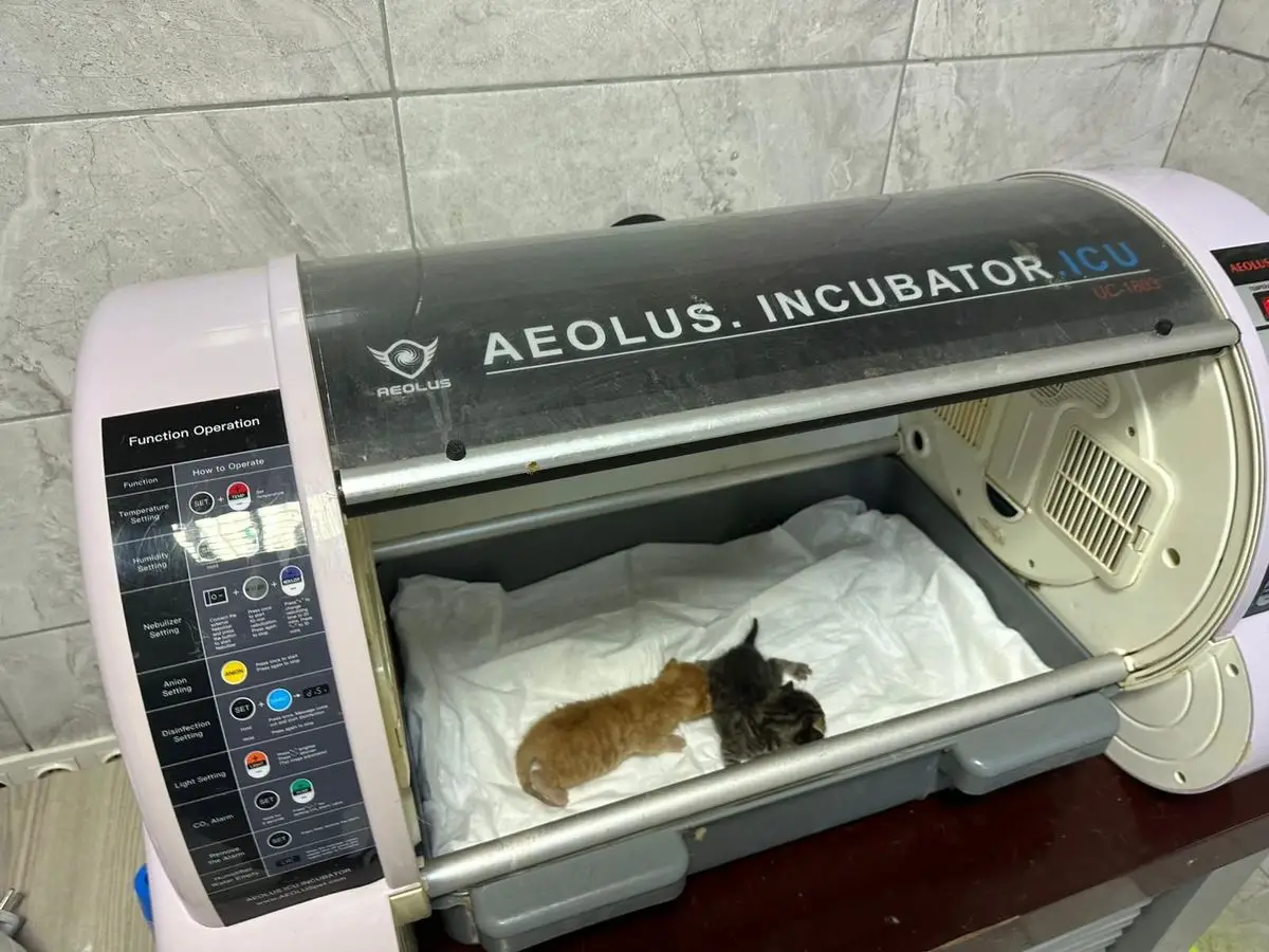 Düzce İtfaiyesi, Kanalda Boğulan Yavru Kedileri Hayata Döndürdü