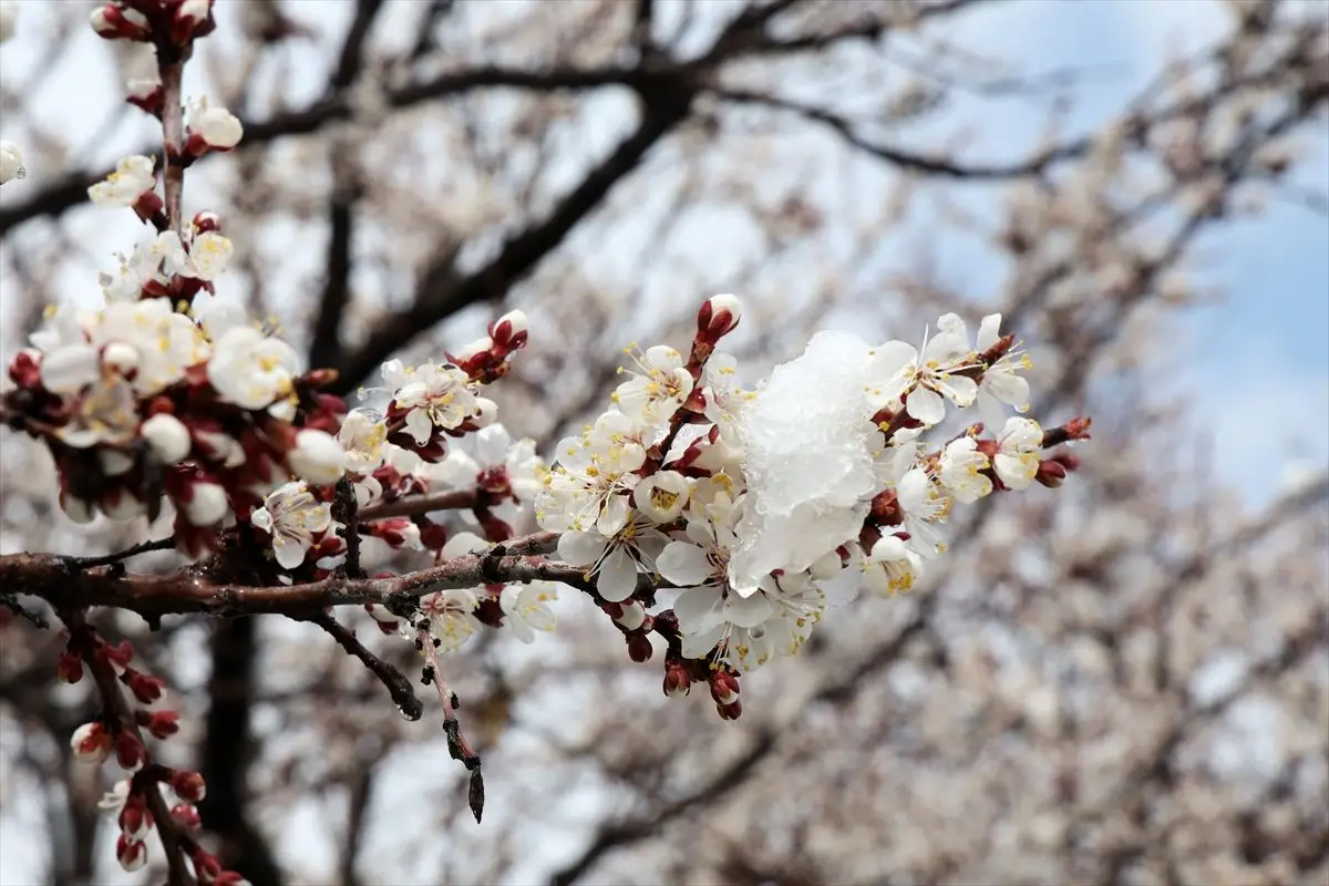 Malatya’da kar yağışı ve kayısı ağaçları
