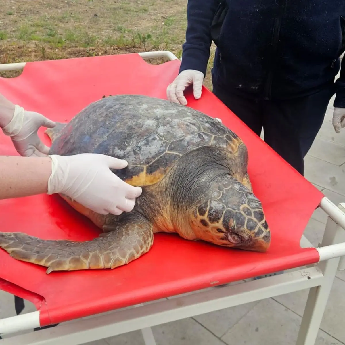 Tekirdağ Sahillerinde Ölü Caretta Caretta Kaplumbağası Bulundu