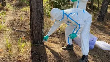 Marmaris’te Çam Kese Böceklerine Doğal Çözüm: Terminator Böcek Salındı