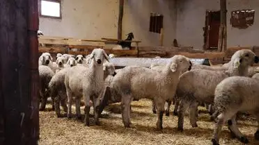 Sercan Yüce’nin Hayvan Çiftliğinde 400’ün Üzerinde Hayvan: 9 Yılda Büyük Başarı