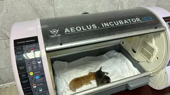 İtfaiye ekipleri kedileri suya çıkarıyor