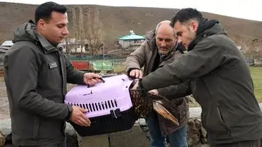 Kars’ta Yaralı Kızıl Şahin Kurtarıldı: Doğaya Geri Dönüş Hazır