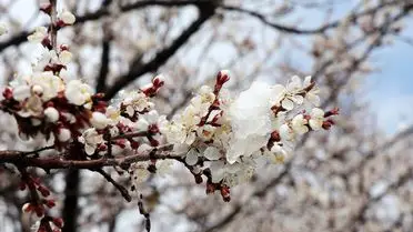 Malatya’da İlkbahar Karı: Kayısı Bahçeleri Don Riskiyle Karşı Karşıya