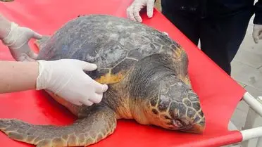Tekirdağ’da bulunan Caretta Caretta kaplumbağası
