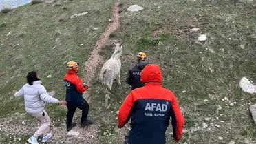 Van’da Kayalıklarda Mahsur Kalan Eşek AFAD’ın Hızlı Müdahalesiyle Kurtarıldı