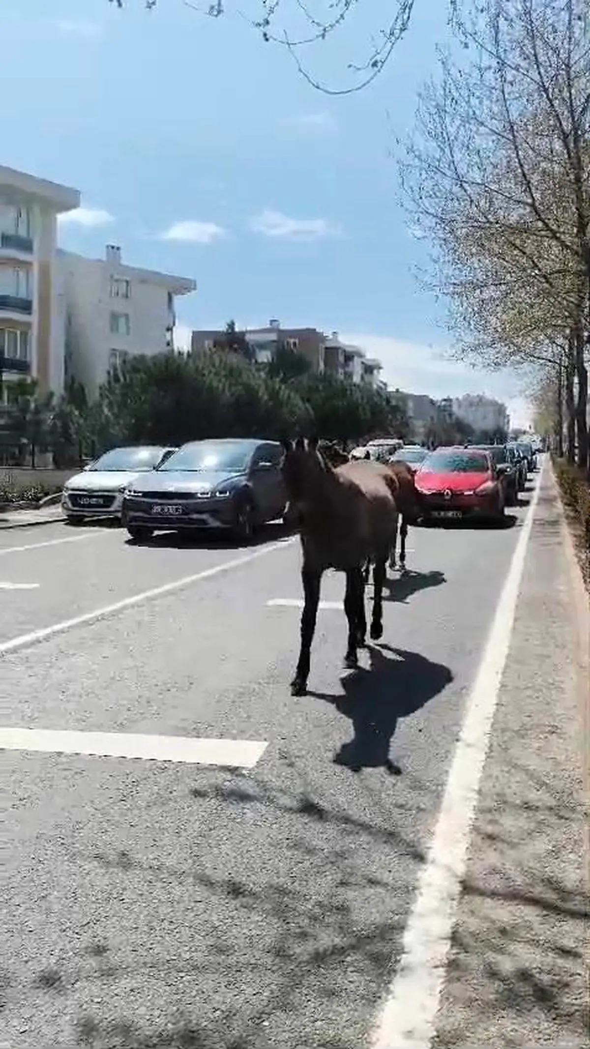 Süleymanpaşa sokaklarında başıboş atlar