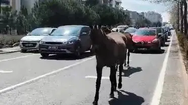Tekirdağ’da Başıboş Atların Trafik Sıkıntısına Yol Açtığı Anlar