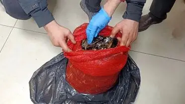 Bursa ve Balıkesir'de 10 Ton Kaçak Midye Operasyonu Sonuçlandı