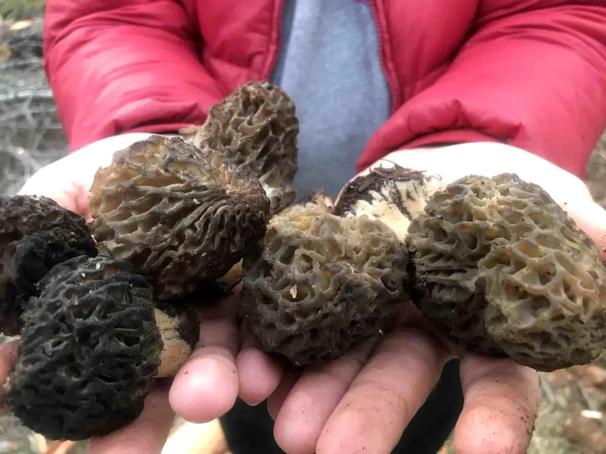 Toros Dağları'nda Kuzugöbeği Mantarları Hasadı Hızlandı: Fiyatlar 1.500 TL/kg