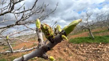 Antep fıstığı ağaçları ve bakım çalışması
