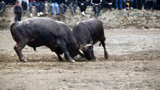 Yusufeli'de 31. Boğa Güreşi Festivali Binlerce İzleyiciyi Büyüledi