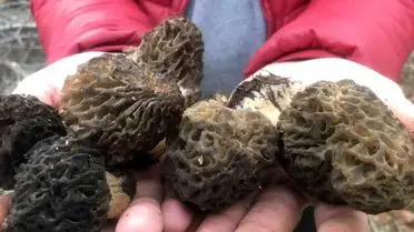 Kuzugöbeği mantarının detaylı fotoğrafı