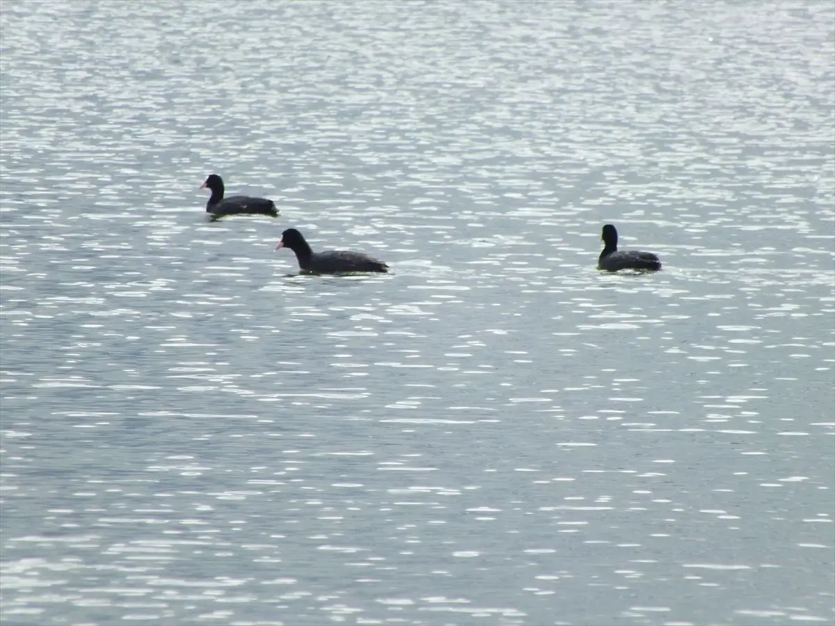 Ulaş Gölü'nde Su Seviyesi Yükseldi: Kuşlar İçin Yeni Yaşam Alanı