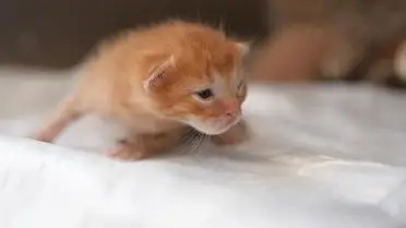 Düzce'de Su Kanalına Düşen Kedi Yavruları İtfaiye Ekipleri Tarafından Kurtarıldı