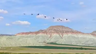 Nallıhan Kuş Cenneti’nde Göçmen Kuşların Renkli Gösterisi