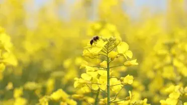 Tekirdağ’da Kanola Tarlaları Baharıyla Renk Cümbüşü Yaşatıyor