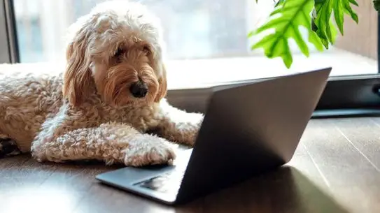 Yapay Zeka ile Hayvanların Dili Çözülüyor: Coller Dolittle Yarışması'nda Son Gelişmeler