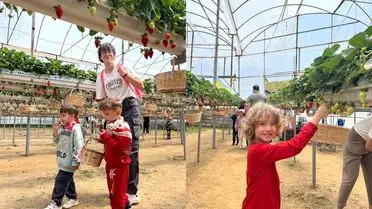 ALKÜ Anaokulu’nda Miniklerin Doğa Dostu Etkinliği: Fidan Dikimi ve Çilek Hasadı