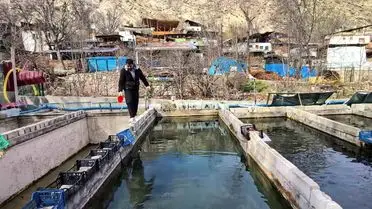 Tortum'da 300 Bin Balık Kayıp Oldu: Genç Girişimciden Çözüm Beklentisi