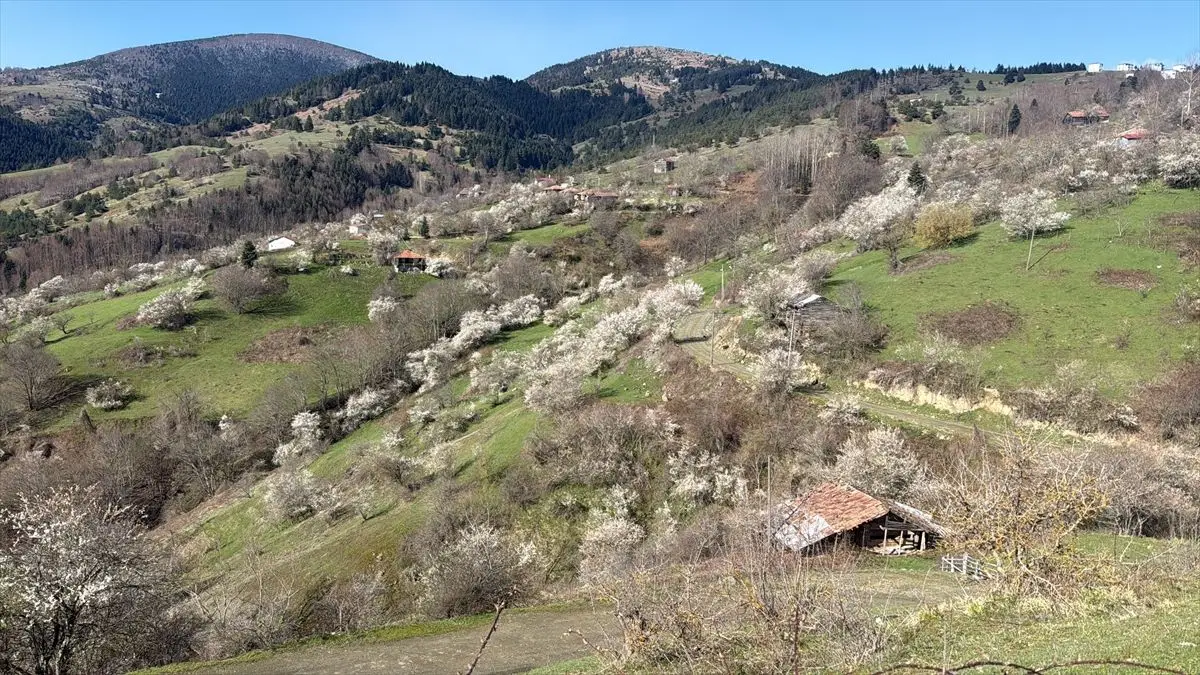 Samsun Kızlan’da İlkbaharın Renkli Görüntüleri Dronla Kaydedildi