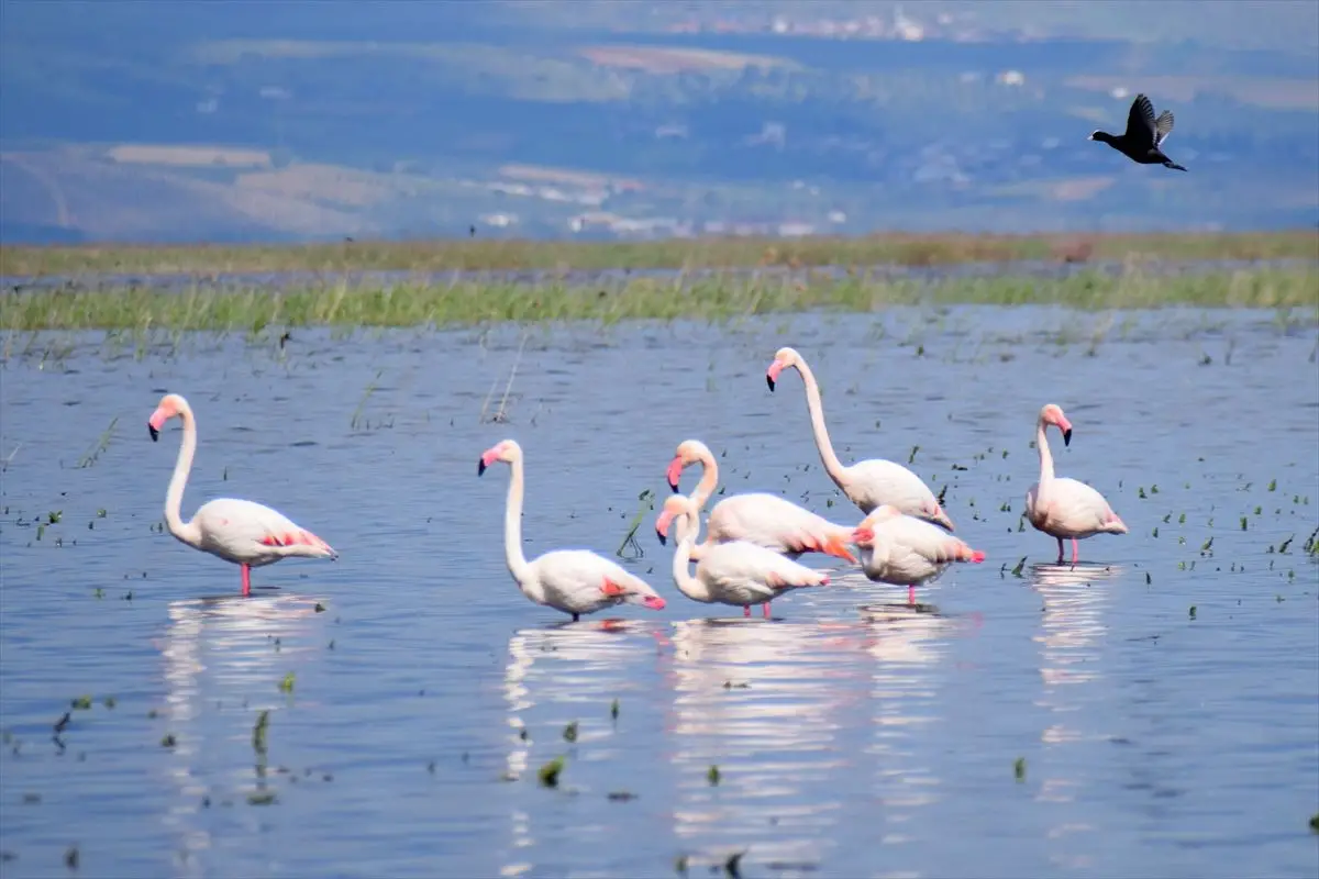 Marmara Gölü’ne Yağışlar Canlık Verdi: Göçmen Kuşlar Yeniden Burada