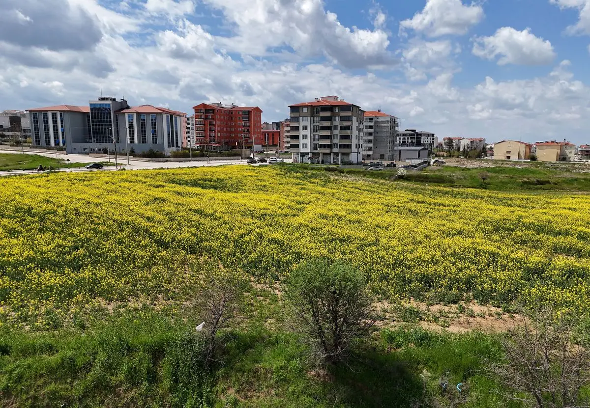 Edirne kanola tarlaları altın sarısı