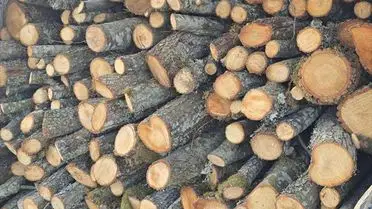 Jandarma kaçak odun taşıyan şüpheliyi yakaladı