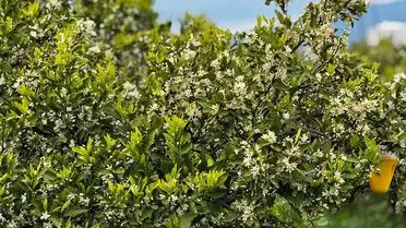 Hatay Dörtyol’da 23°C Sıcaklıkla Narenciye Ağaçları Çiçek Açtı