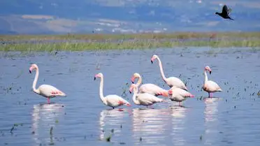 Marmara Gölü’ne Yağışlar Canlık Verdi: Göçmen Kuşlar Yeniden Burada